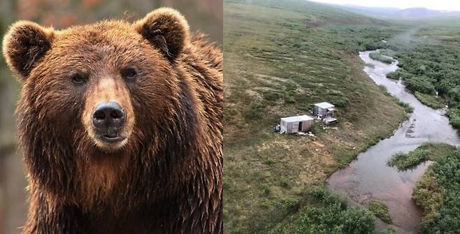 회색곰(자료사진)과 남성이 머물던 집의 모습