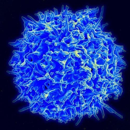 세포 면역에 핵심 역할을 하는 T세포 건강한 기증자에게서 분리한 T세포의 주사형 전자현미경 사진.
[미국 NIAID(국립 알레르기 감염병 연구소) 제공 / 재판매 및 DB 금지]