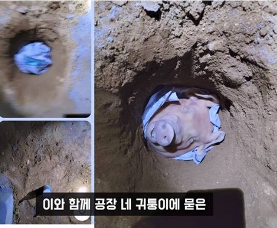 예천양조가 공장 네 귀퉁이에 묻었다는 돼지머리. 사진l유튜브 채널 '연예 뒤통령이진호'
