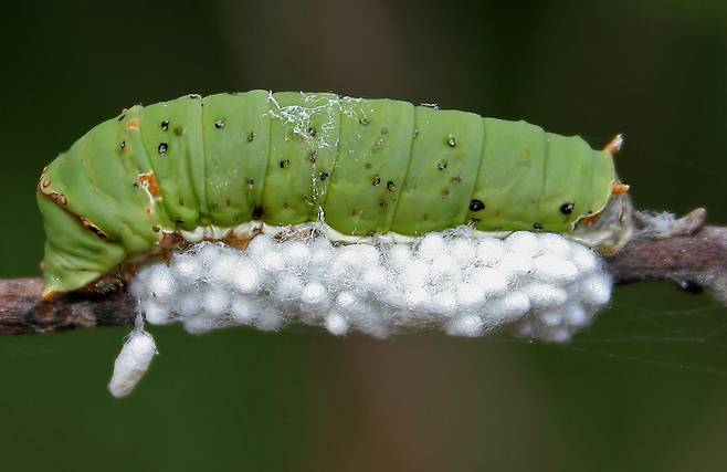 기생벌 애벌레들이 나비 애벌레의 몸을 먹고 자라나 고치(흰색)를 튼 모습./위키미디어