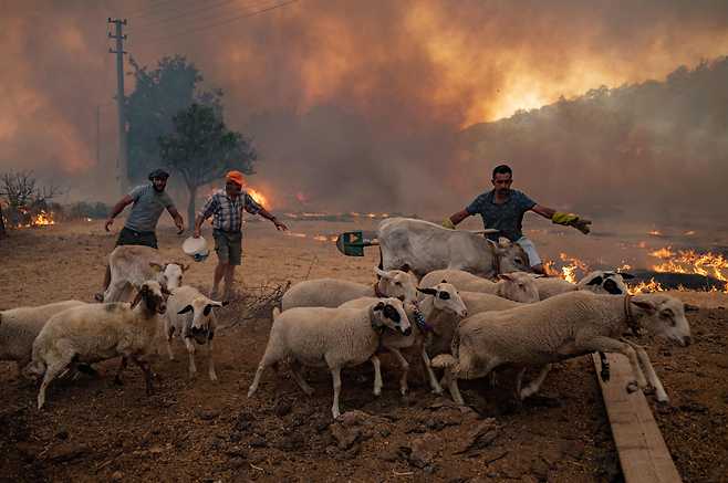 가축들을 대피시키는 주민들(터키 무글라주 마르마리스)