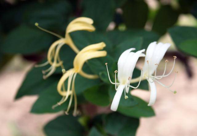 만청 산골의 금은화 재배단지. 한국에선 보통 인동꽃이라 부른다. ⓒ최종명