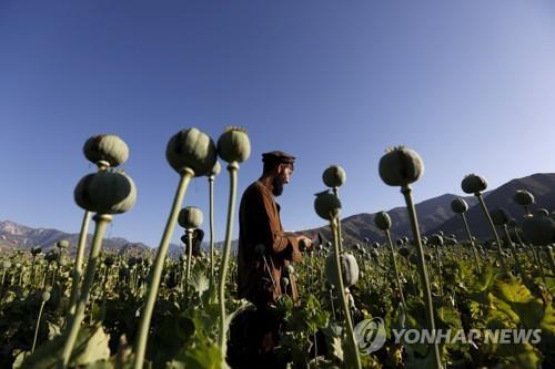 아프간 양귀비 재배지 자료사진  [로이터 자료사진=연합뉴스]