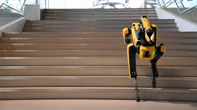 현대차그룹이 6월 인수한 로봇 전문 업체 보스턴 다이내믹스의 4족 보행 로봇 '스팟'을 시설 검사와 보안 솔루션으로 활용하는 방안을 검토 중이라고 10일 밝혔다. 사진은 계단 올라가는 '로봇 개' 스팟. 2021.9.10 [현대차그룹 제공]