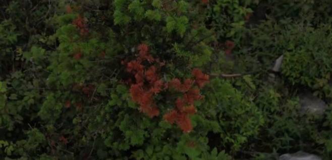 나무가 보내는 ‘SOS’ 전국 국립공원의 아고산대 침엽수가 빠르게 고사 중이다. 지리산 천왕봉에서 집단 고사한 구상나무, 설악산 대청봉에서 고사 중인 침엽수, 태백산에서 갈변한 분비나무(위 사진부터). 녹색연합 제공