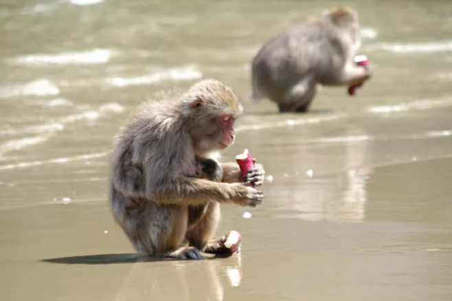 1950년대 코지마섬의 일본원숭이 무리에서 고구마를 바닷물에 씻어 먹는 요령이 퍼진 사건은 동물 세계에도 문화가 존재함을 보여준 가장 유명한 사례다. 앤드류 매킨토시와 시실 새러비언 제공