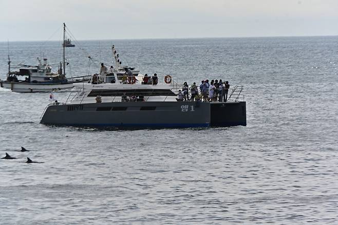 이날 대정읍 일대에는 지난 2013년 수족관에서 바다로 돌아간 ‘제돌이’를 비롯해 약 50마리 이상의 남방큰돌고래들도 목격됐다. 단체 제공