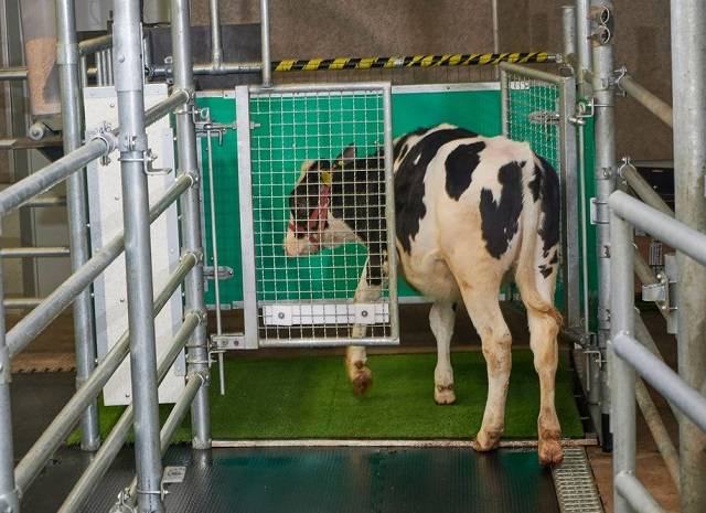 배뇨를 위해 '화장실'로 들어가는 송아지. FBN 제공, 연합뉴스