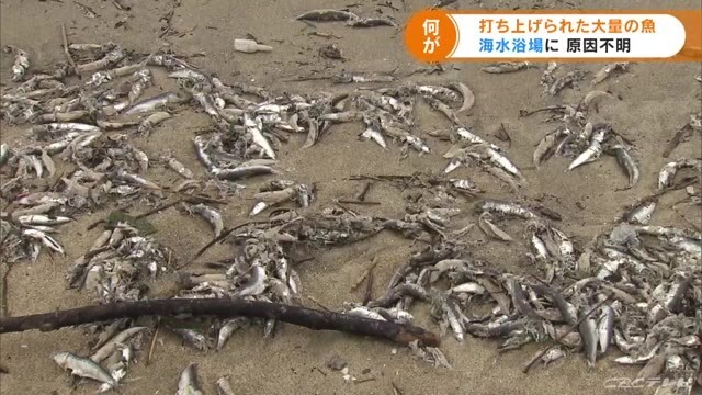 미에현의 한 해수욕장에 정어리 등 물고기가 떼죽음 당했다. CBS 방송화면
