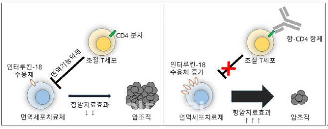 항-CD4 항체에 의한 면역세포치료제의 항암치료효과 향상기전. (제공=유틸렉스)