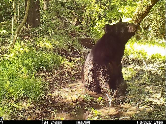 지난 6월1일 지리산 하동군 일대에 설치된 국립공원공단 무인 관찰카메라에 포착된 반달가슴곰의 진흙 목욕 장면. 국립공원공단 제공