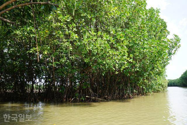 인도네시아 서부자바주 치르본의 맹그로브. 기다랗게 달린 게 씨다. 치르본=고찬유 특파원