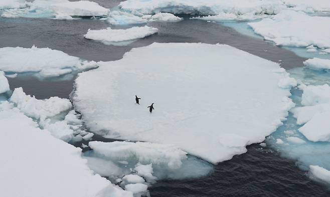 남극 브라운 블러프의 아데리 펭귄들 Two Adélie Penguins, Penguins in Brown Bluff, Antarctica