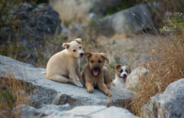 인천에서는 개체당 포상금 지급으로 특별히 피해를 주지 않는 강아지들까지 민간업체가 모두 포획해 주민들의 비판이 거셌다. 사진은 기사 내용과 관계없음. 게티이미지뱅크