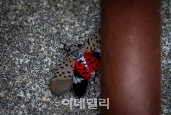 일명 ‘중국매미’라고 불리며, 우리나라에서 생태계교란종으로 지정된 꽃매미가 뉴욕에서 활보하고 있다는 소식에 관심이 쏠리고 있다. (사진= NYT 캡처)