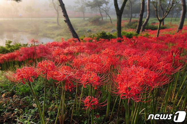 도립공원 선운산 꽃무릇.© 뉴스1