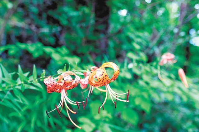주황색 꽃잎에 점박이 무늬가 있는 섬말나리.
