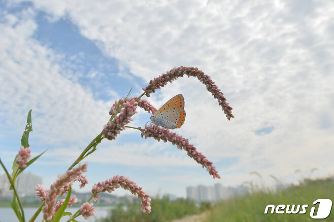 양떼 구름 아래에서 나비 한마리가 꽃에 앉아 쉬고 있다. /뉴스1 © News1 최창호 기자