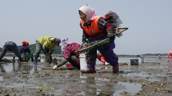 2014년 5월16일 오전 충남 서산시 대산읍 오지리에서 어민들이 바지락 캐기에 한창이다. <한겨레> 자료사진