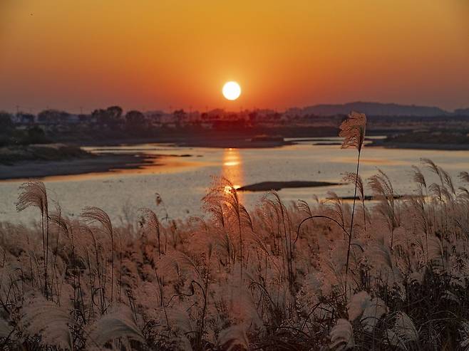 만경강 억새. /사진= 익산시