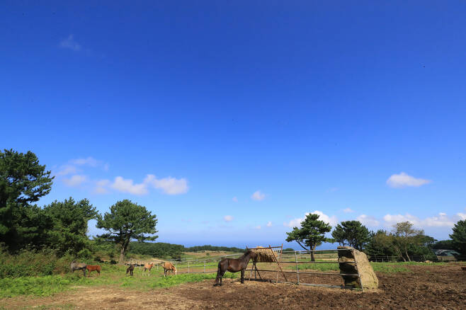 쾌청한 날씨를 보인 19일 오전 제주시 애월읍의 한 목장에서 말들이 한가로이 풀을 뜯고 있다. [연합]