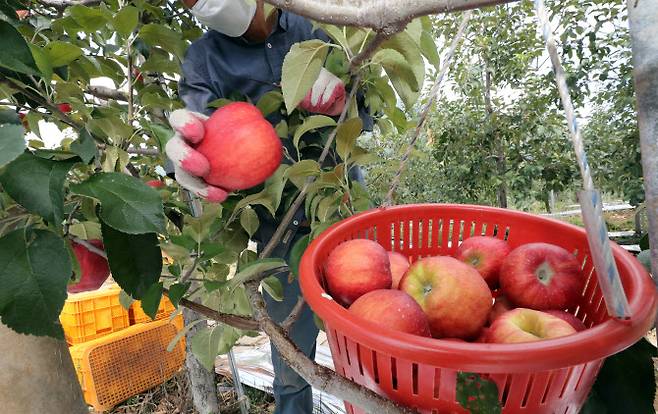 9일 충북 충주시 안림동 사과 과수원에서 농부가 가을 사과인 홍로를 수확하고 있다. (사진=연합뉴스)
