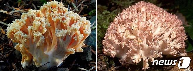 충북농업기술원이 추석 명절 전후 독서벗 중독사고 주의를 당부했다. 사진은 독버섯인 붉은싸리버섯(왼쪽)과 식용버섯인 싸리버섯.2021.9.20/© 뉴스1