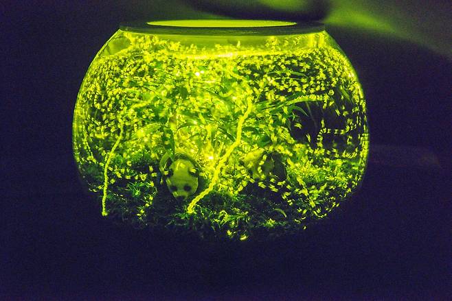 투명한 그릇에 담긴 애반딧불이가 밝은 빛을 내고 있다. 형설지공(螢雪之功)을 연상하게 한다. [사진 에버랜드]