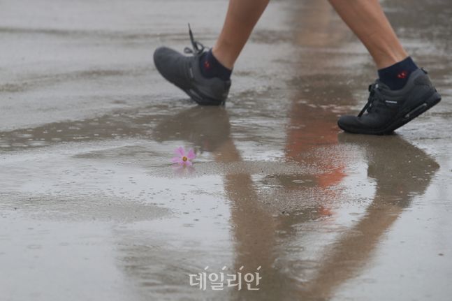 오전 서울 여의도 한강공원 바닥에 떨어진 코스모스가 비에 젖고 있다. ⓒ데일리안 류영주 기자