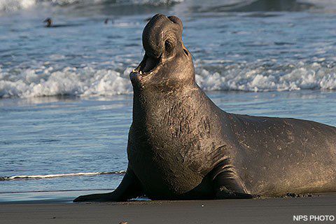 2019년 10월 미 캘리포니아주 드레이크스 해변에 상륙한 수컷 코끼리물범이 특유의 부풀어 오른 코를 씰룩이면서 힘을 과시하고 있다. 번식철 암컷보다 먼저 뭍에 올라온 수컷들은 피튀기는 싸움을 통해 서열을 정리한다. /미 국립공원관리청(NPS) 홈페이지