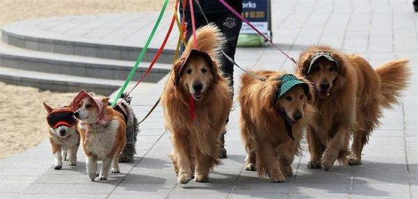 해운대해수욕장에 한 시민이 예쁜 모자를 씌운 반려견 6마리와 산책을 즐기고 있다./조선DB