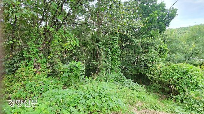 경기 성남시 분당구 율동 야산을 칡 등 덩굴식물이 잠식해가고 있다. 윤희일 선임기자