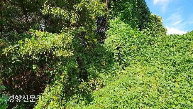 경기 성남시 분당구 율동에 있는 한 야산의 나무를 각종 덩굴식물이 뒤덮고 있다. 윤희일 선임기자