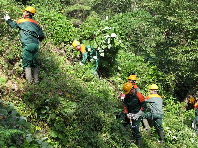 덩굴류 제거작업 현장. 산림청 제공