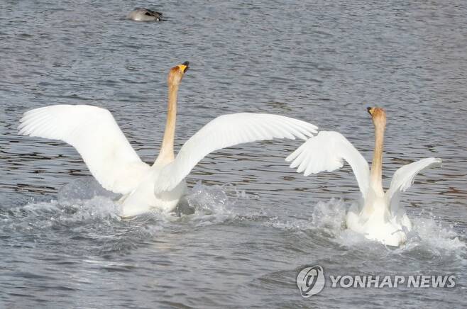 낙동강 하구 고니의 아름다운 날갯짓 [연합뉴스 자료사진]