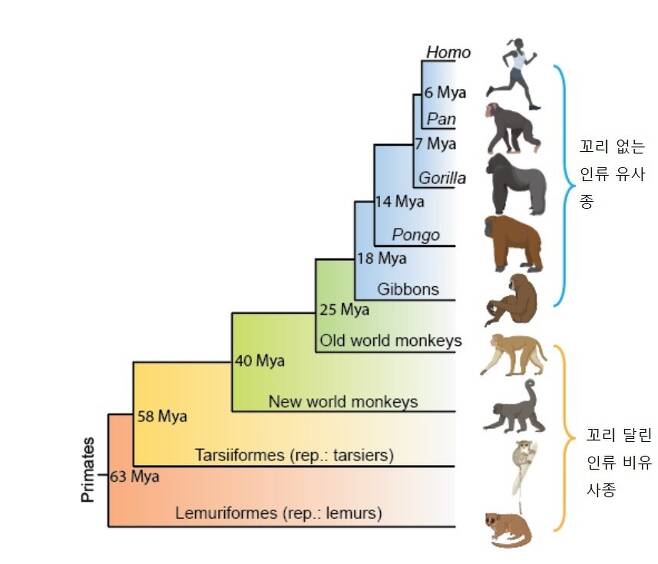 꼬리 없는 원숭이의 진화. 영장류의 역사가 6000만년이 넘지만 꼬리 없는 유인원은 2500만년 전 처음 등장했다. Mya는 100만년 전을 가리킨다. 시아 보 외 (2021) ‘바이오 아카이브’ 제공.
