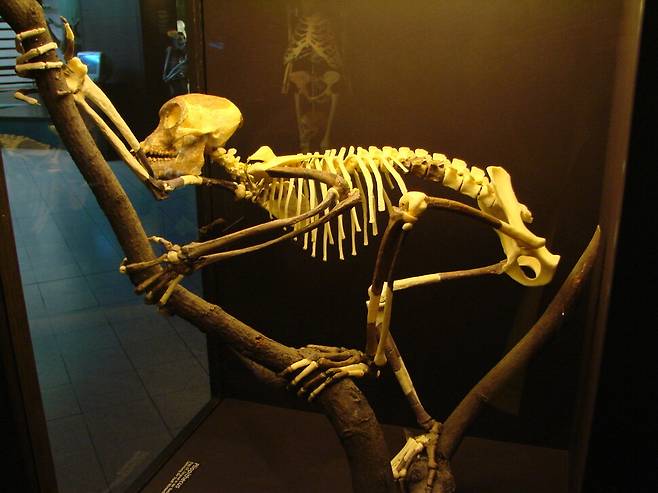 2500만년 전 처음 등장한 꼬리 없는 유인원 프로콘술의 골격 모형. 멸종한 영장류로 동아프리카에서 발굴됐다. 니컬러스 구이린, 위키미디어 코먼스 제공.