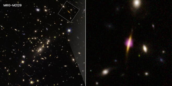 살아있는 은하 ‘MRG-M2129’. 보라색의 차가운 먼지가 주변에 있다. 사진=Joseph DePasquale(STScI)