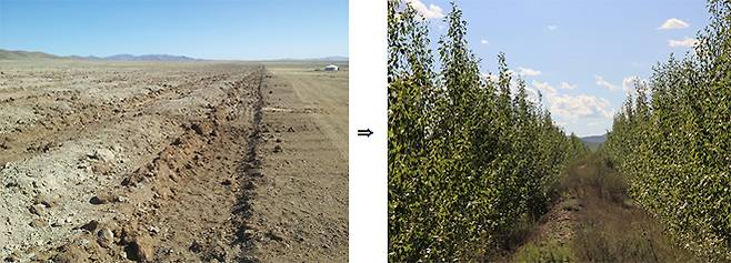 몽골 그린벨트 조림사업 전후 광경(룬솜지역).