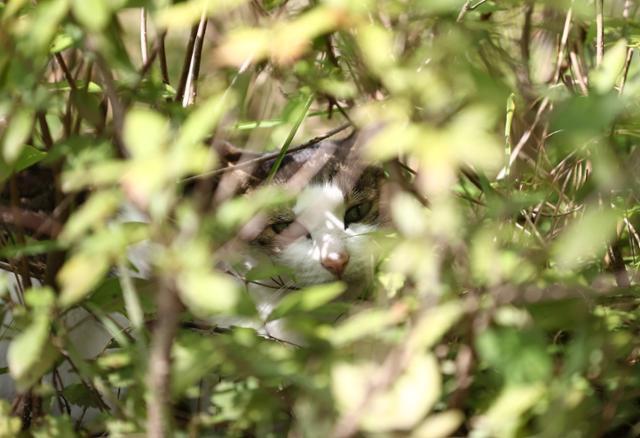 '한국 고양이의 날'인 9일 서울 서초구 방아다리 근린공원에 길고양이가 풀 숲에 숨어 있다. 연합뉴스