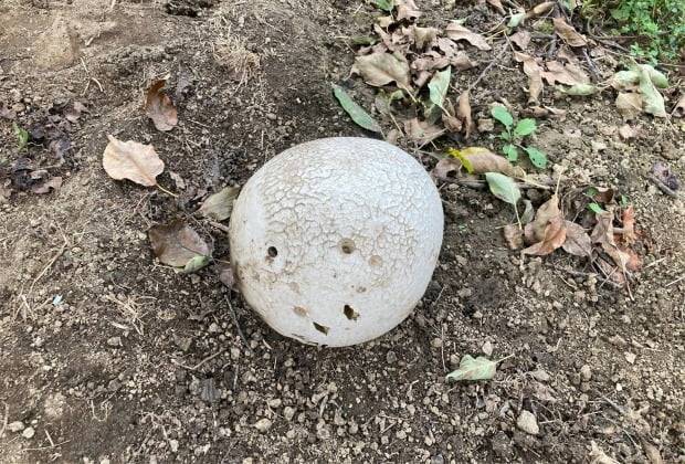 지리산 자락인 전북 남원시 산내면의 사과밭에서 발견된 희귀종 '댕구알버섯'. /사진=연합뉴스