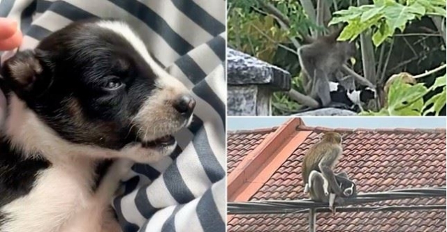 원숭이에게 납치된 강아지 사루(왼쪽 사진)와 사루를 납치한 원숭이(오른쪽 사진). 바이럴 프레스 홈페이지 캡처