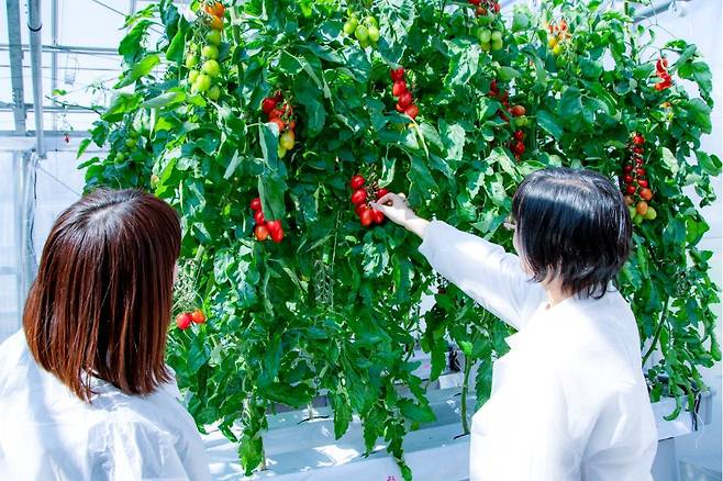 크리스퍼 유전자 가위로 수면 촉진과 불안 감소 효과가 있는 물질을 더 많이 생산하도록 유전자를 교정한 토마토. 일본서 이달부터 시판에 들어갔다./사나텍 시드