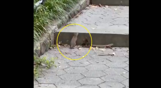 지난3일(현지시간) 미국 뉴욕의 센트럴파크에서 포착된 쥐. [트위터 @alex_runs_nyc캡처]