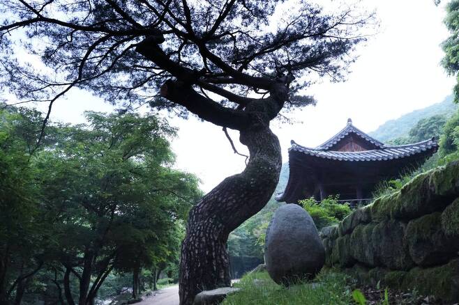The dancing tree at the Mungyeongsaejae Provincial Park. ©2021 Hyungwon Kang