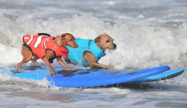 서핑대회 참가 강아지들이 파도를 타고 있다. AFP=연합뉴스