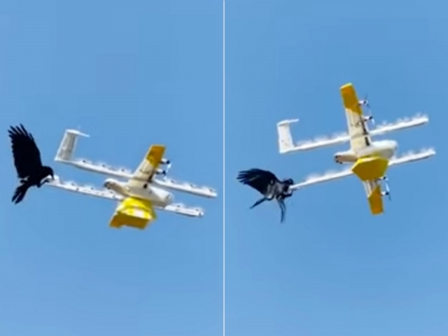 호주의 드론배송업체 윙(Wing)이 배달 중 까마귀의 공격을 받고 있다. 유튜브 캡쳐