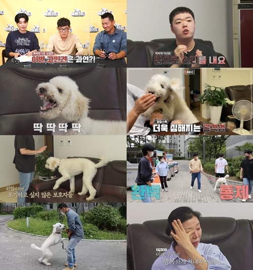 ‘개훌륭’에 대형 푸들, 스탠더드 푸들이 입질견으로 등장한다. 사진=KBS2 ‘개는 훌륭하다’