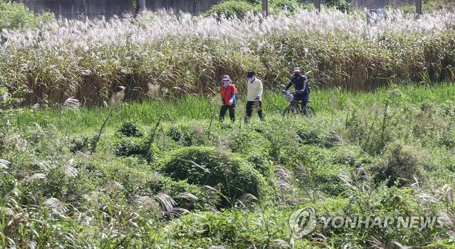 가을 천변 산책하는 시민들 [연합뉴스 자료사진]