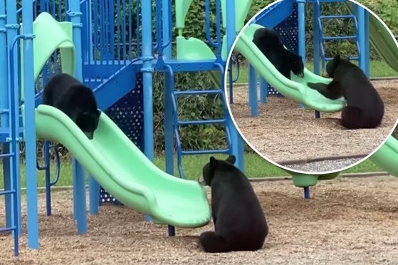 미국 노스캐롤라이나주의 한 초등학교 놀이터에서 엄마로 추정되는 흑곰이 미끄럼틀을 타고 내려오는 새끼곰을 기다리고 있다. 작은 사진은 새끼곰을 반기는 모습. [뉴욕포스트 트위터]